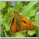 Ochlodes sylvanus - Rostfarbiger Dickkopf m01.jpg